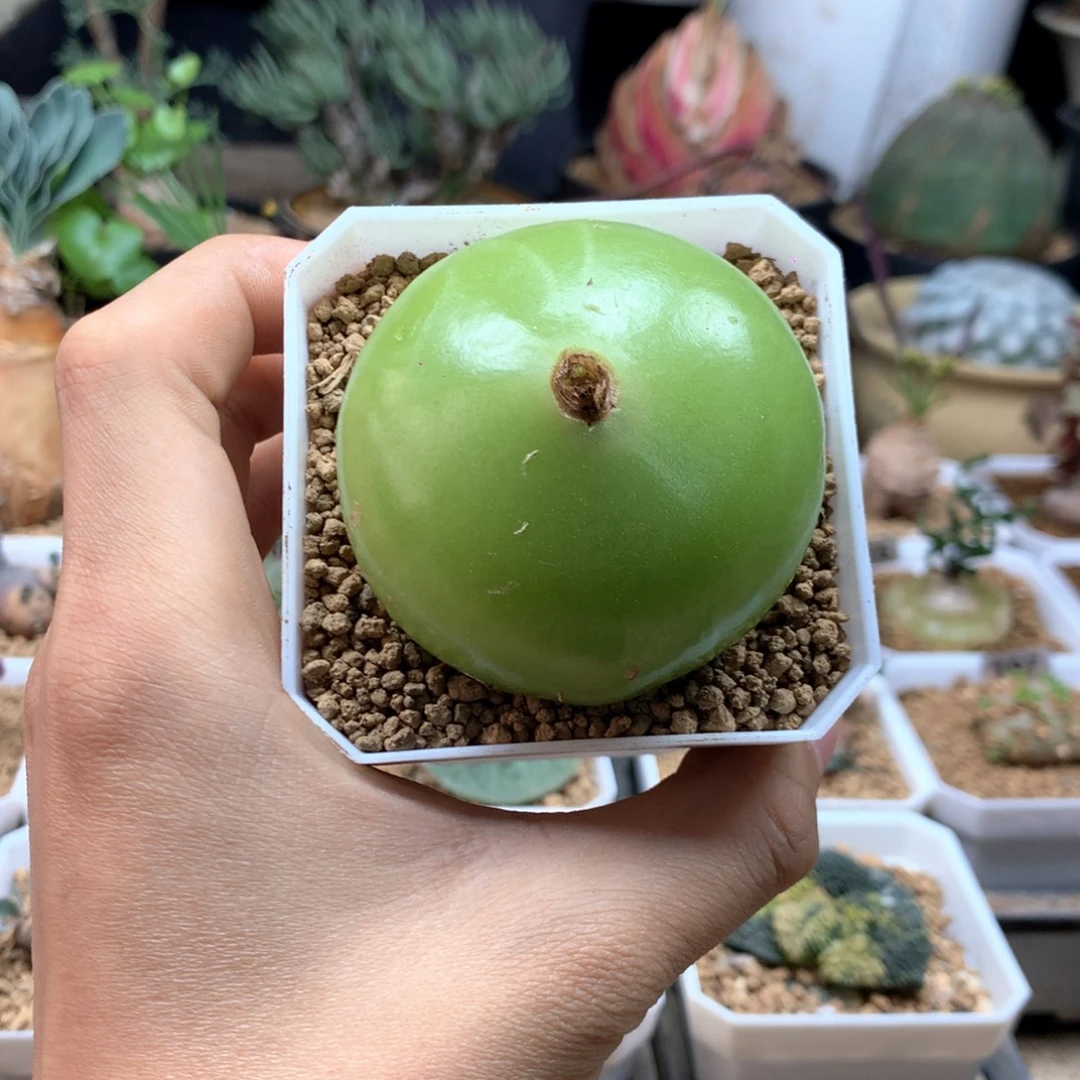 大苍角殿多肉脱土