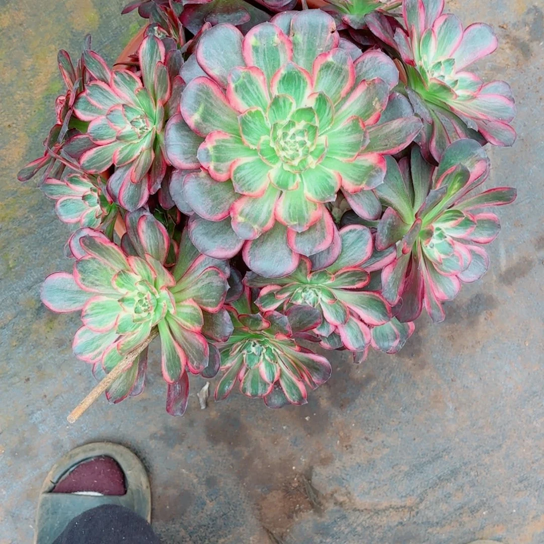 云南多肉植物纳福