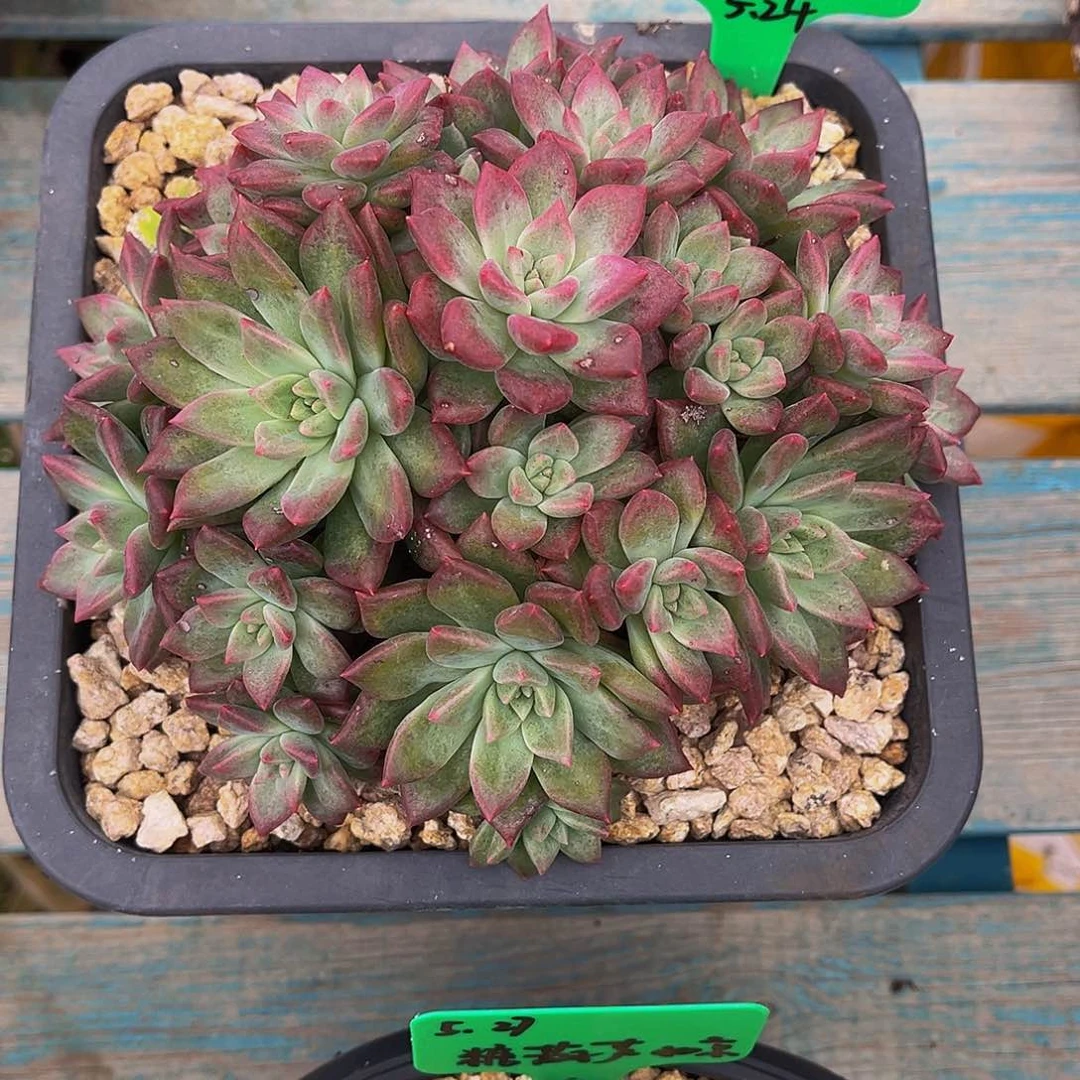 一物一拍，精品多肉