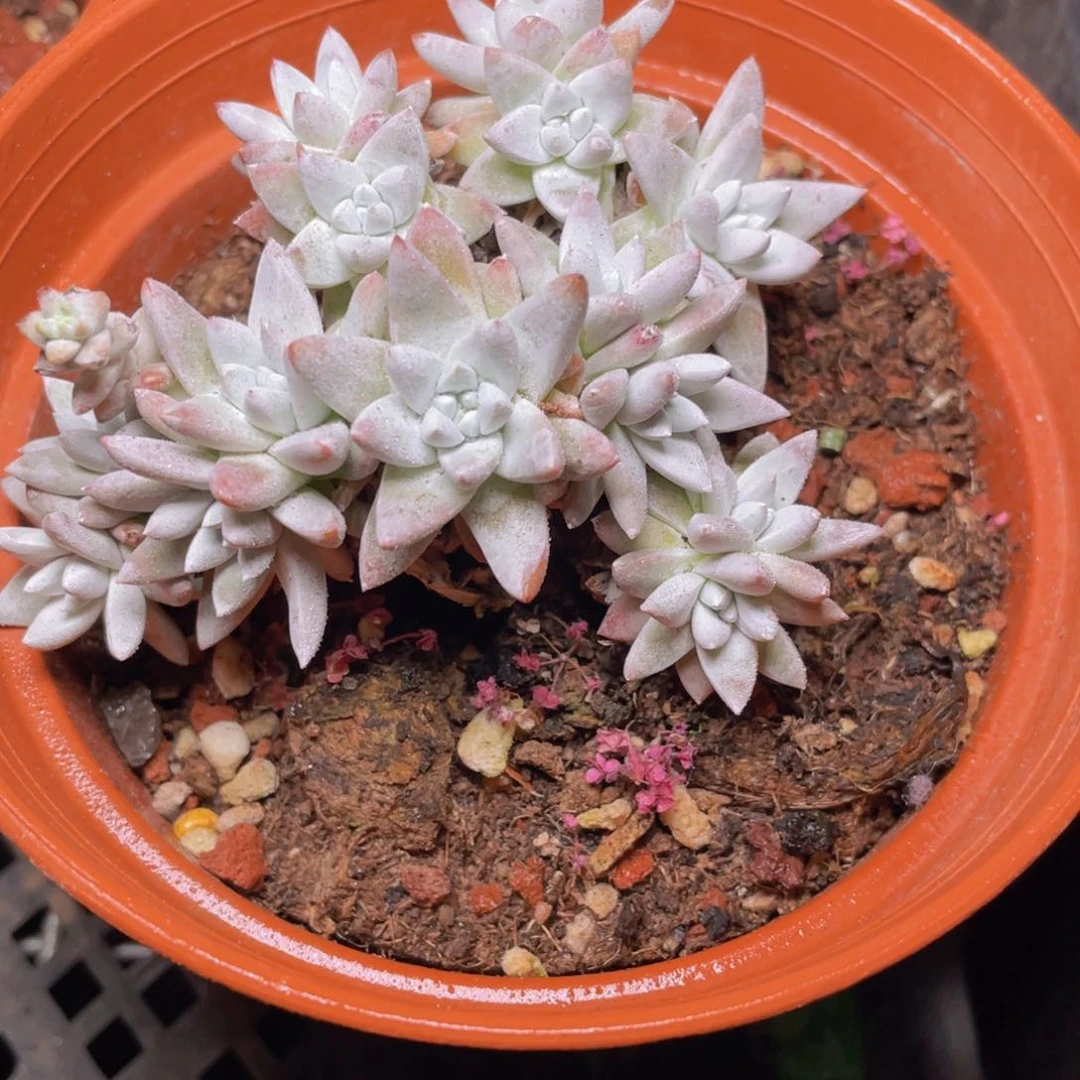 老桩白菊多肉9.9包邮发货