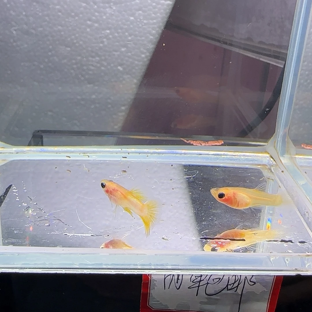 孔雀鱼粉猫幻彩一对