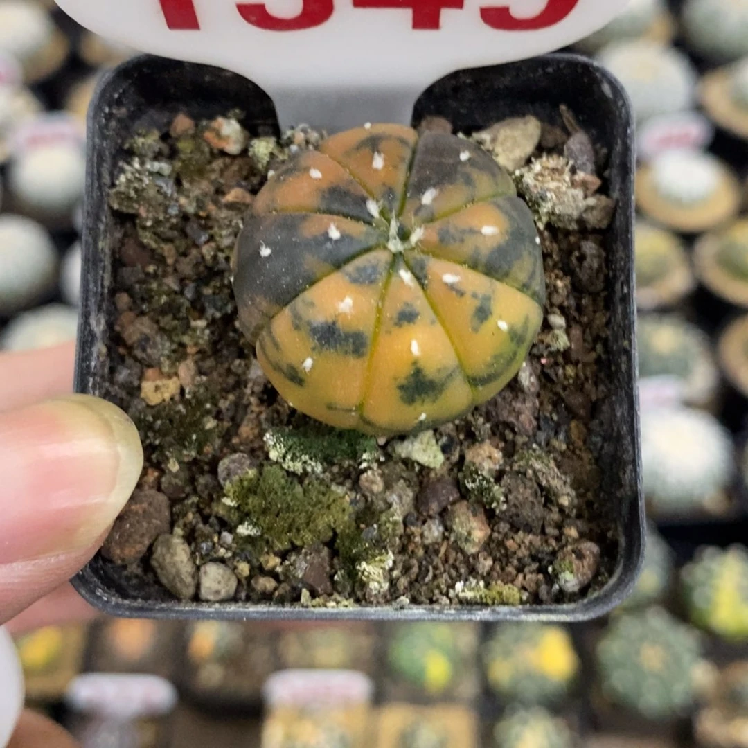 1349黄兜锦福利多多