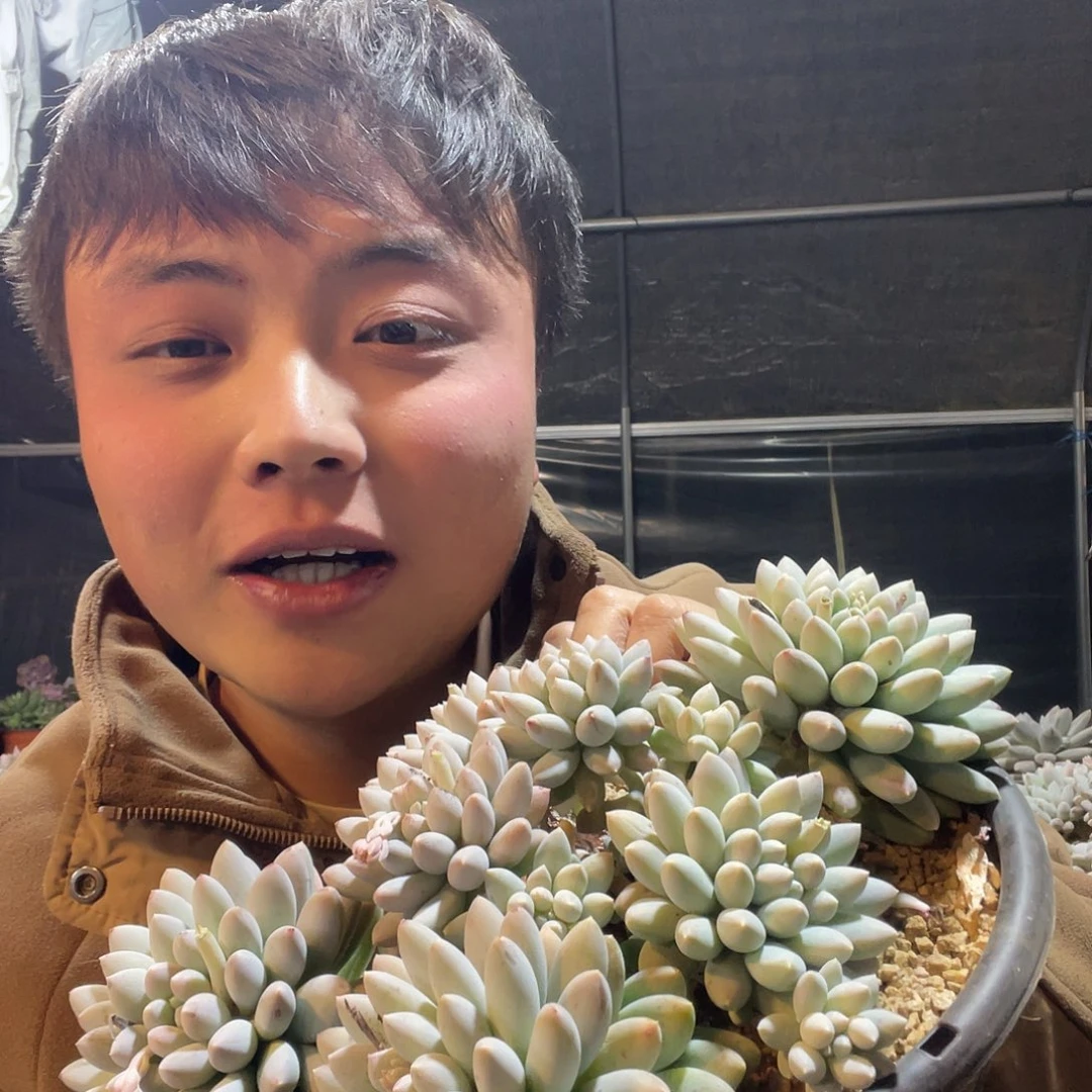 彩色的奶糖满20包邮脱土发货