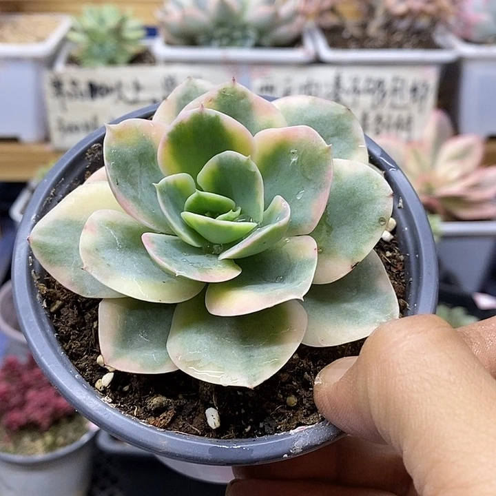 01174 星纳塔覆轮锦