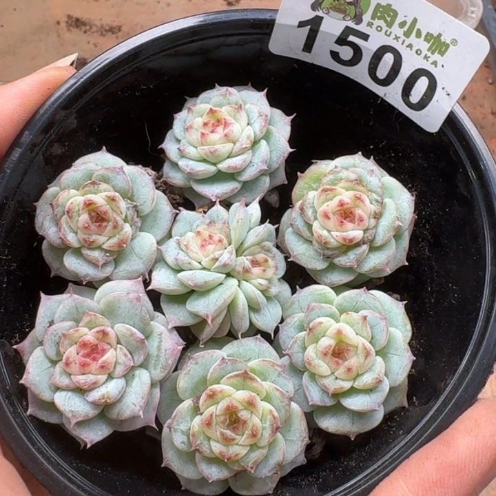 无花朵多肉植物多肉植物