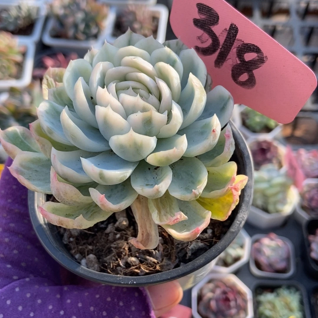 318遥台仙子锦多肉植物