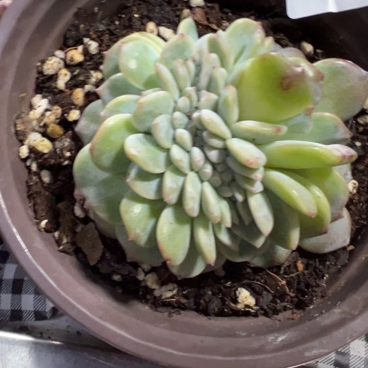 冰坡缀多肉植物581