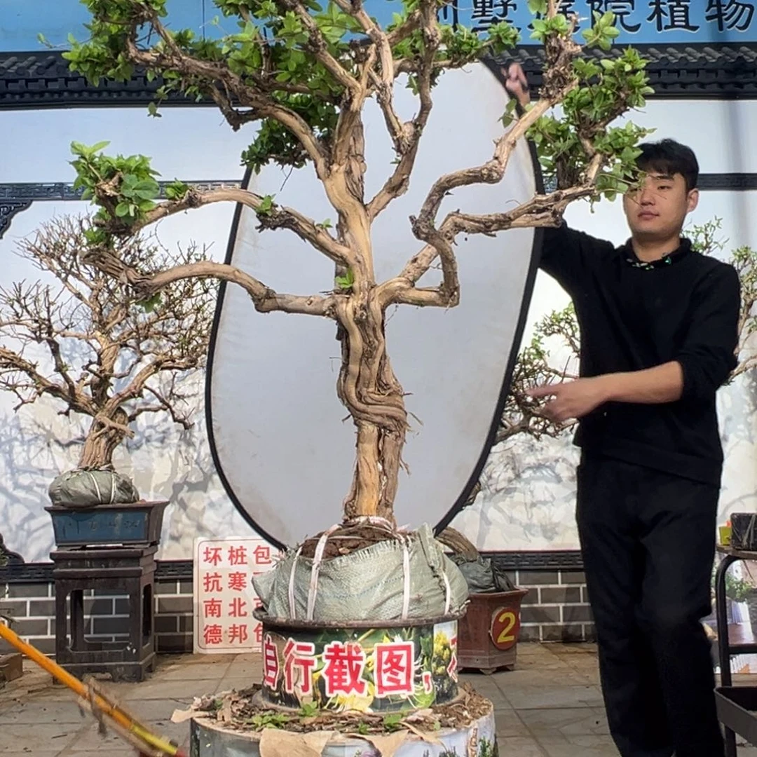 无花朵金银花开花6666588888