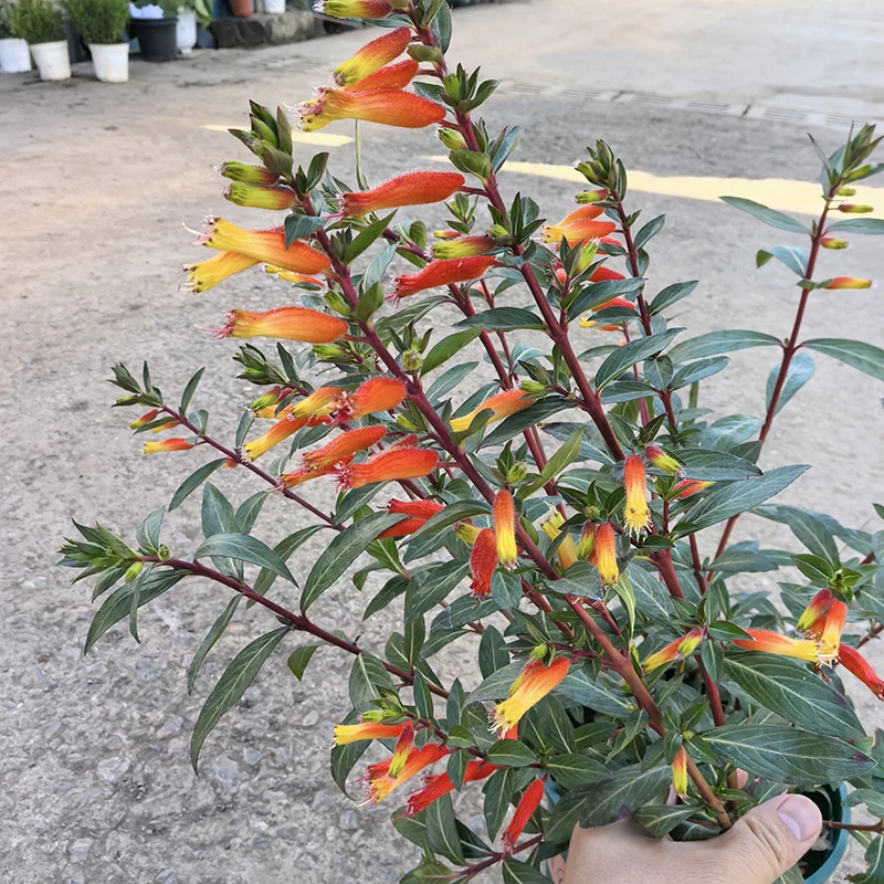 节节高盆栽(花期很长 耐热)庭院阳台开花植物