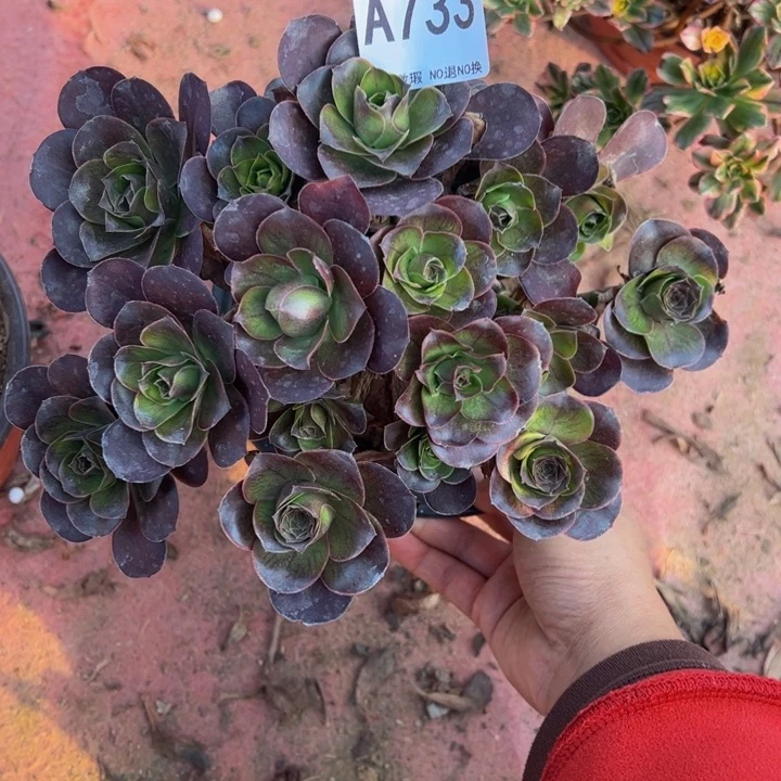 魅金玫瑰多肉植物733.