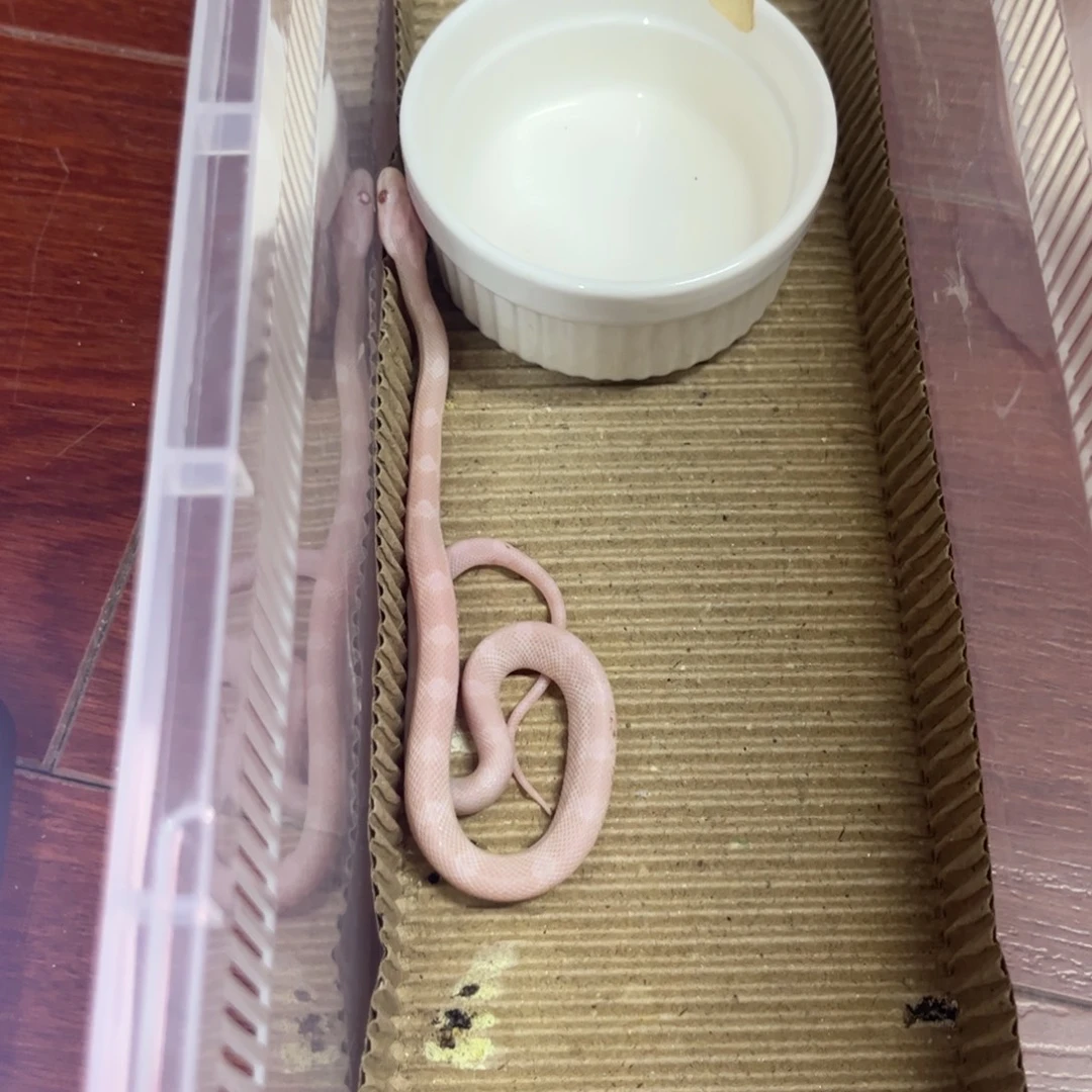彩色蚕宝宝玉米雪白公