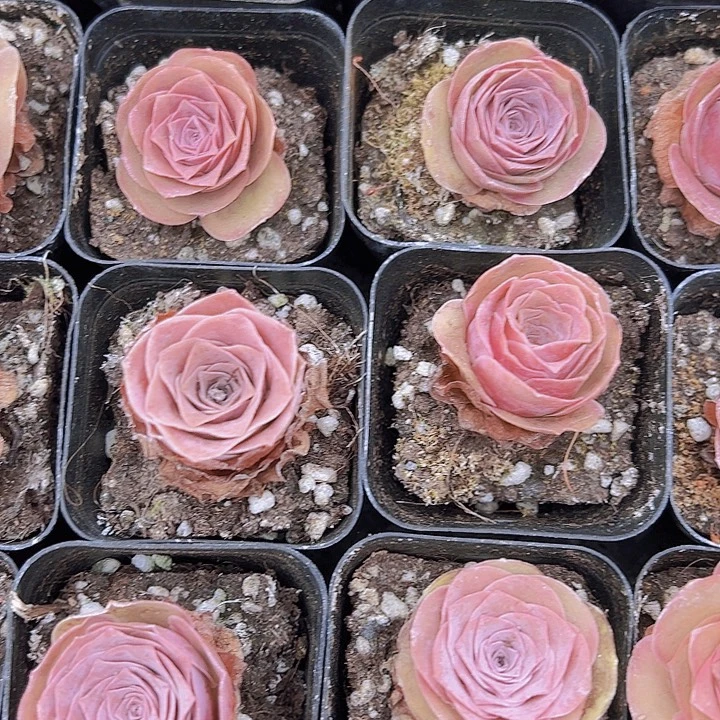 潘多拉玫瑰带盆4盆多肉