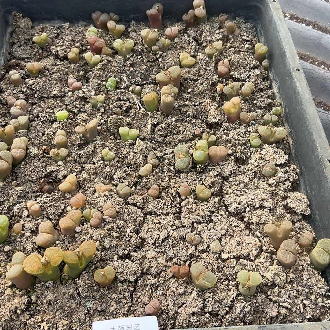 清框脱土发个别有疤腿长 288