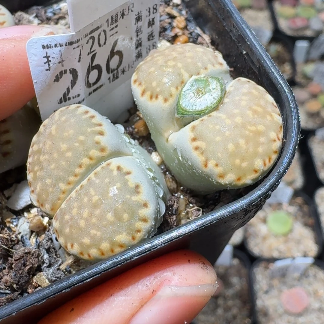 Sss精品清仓价266