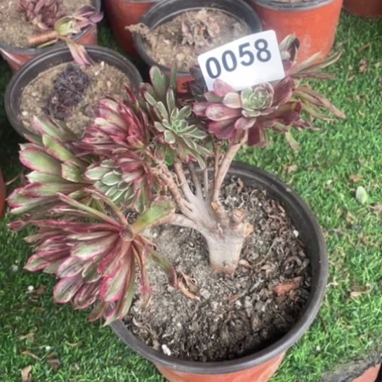 多肉植物0058水墨画