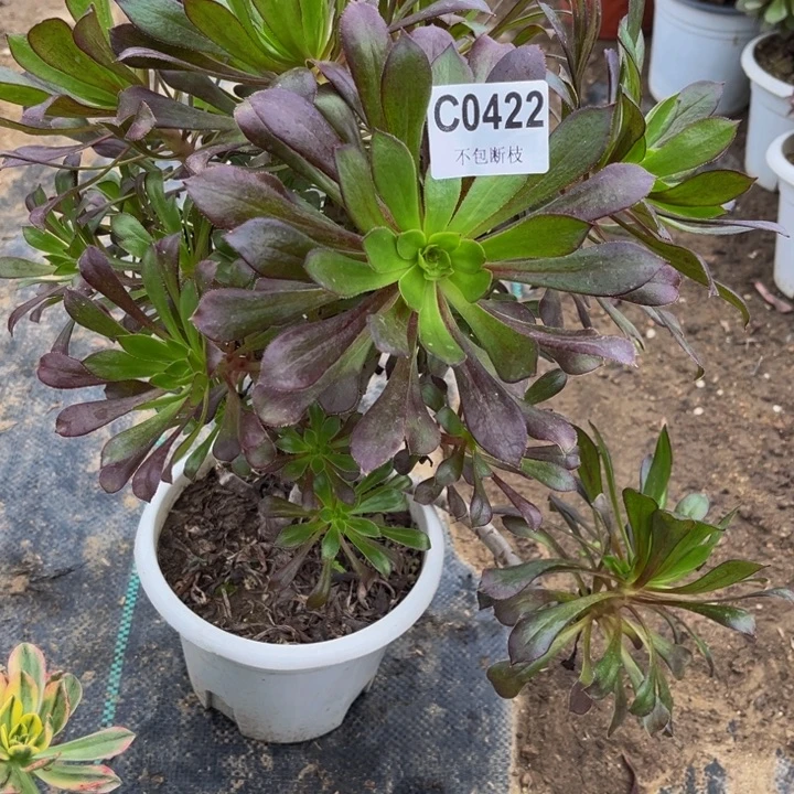 422黑法多肉法师不包断枝