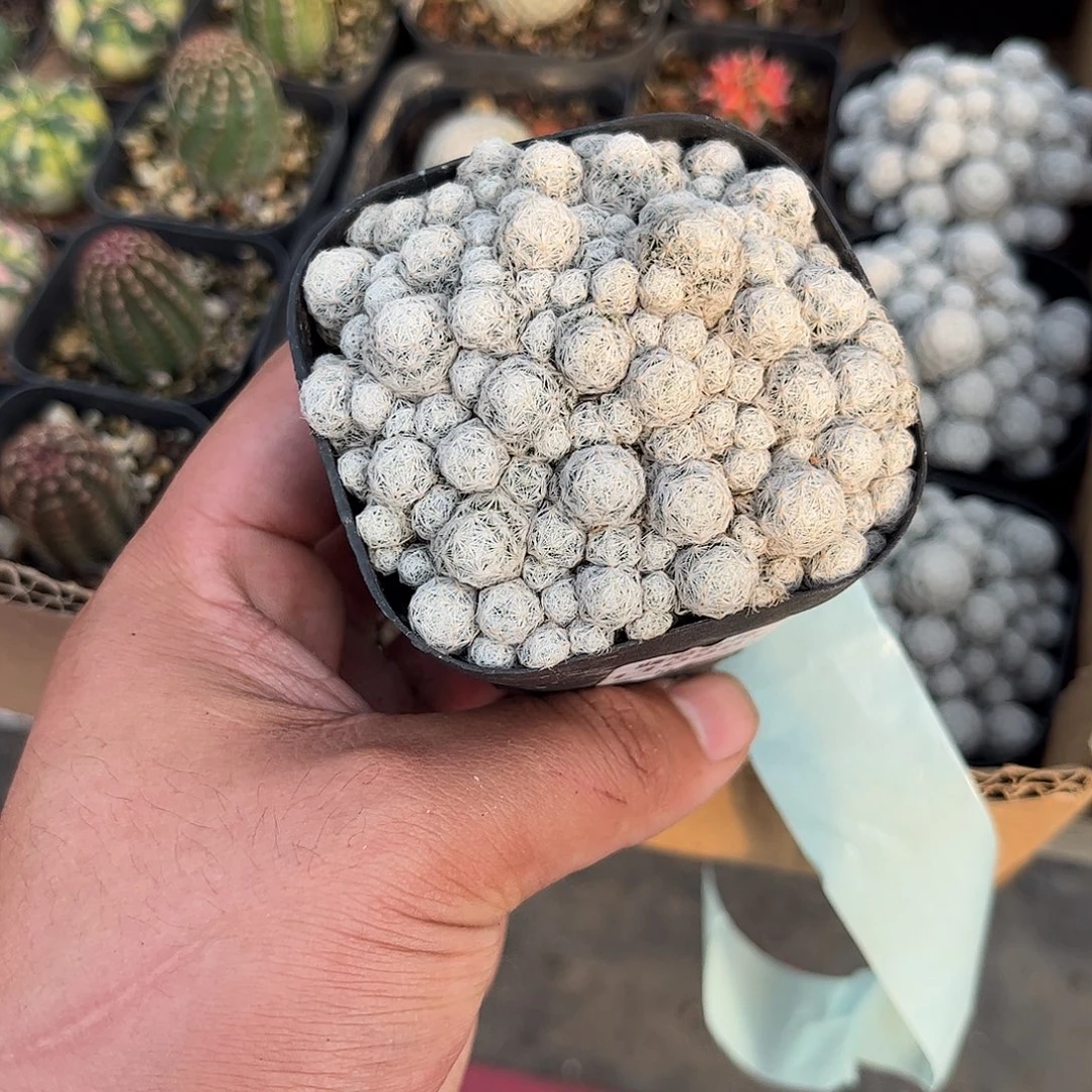 宁***哥110985一物一拍单头