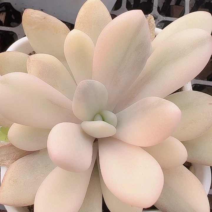 多肉植物多肉植物