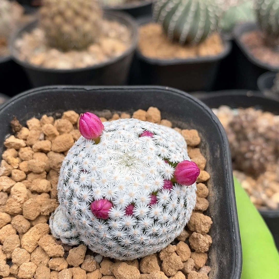 佛头春星仙人球1棵