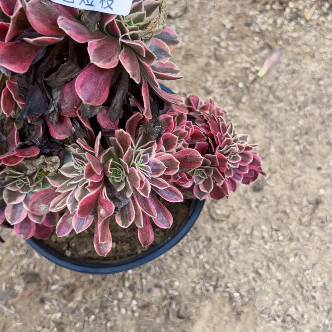 美杜莎缀多肉植物1875
