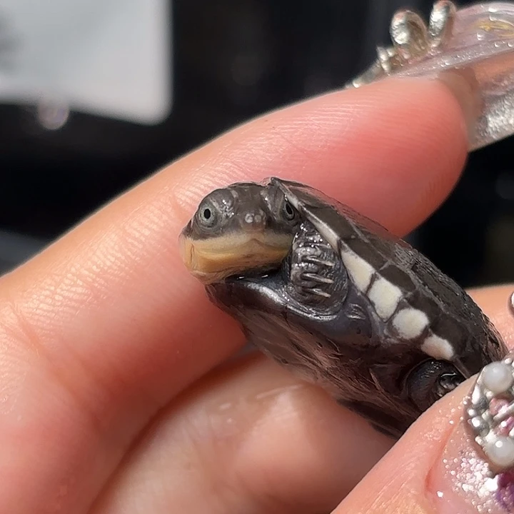 不分公母蛋龟全品微笑脸沼泽苗