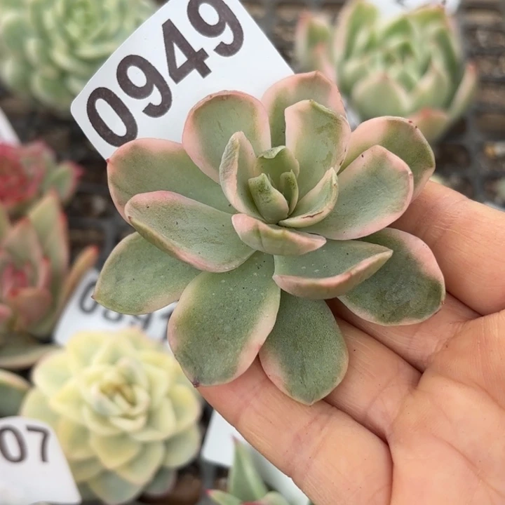 头盖锦满18包邮当场凑单不满包邮次日发顺丰到付