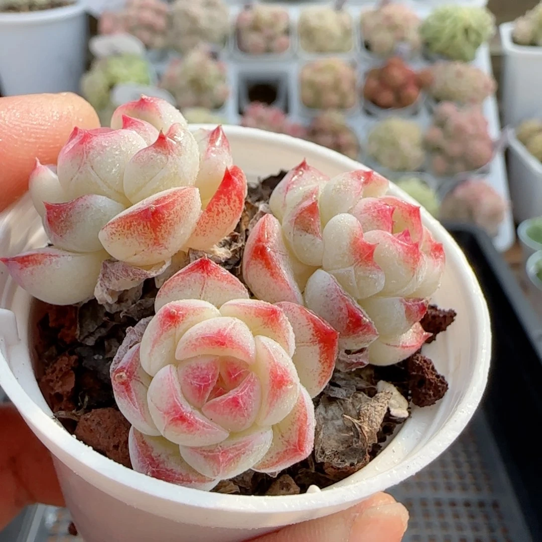 【闪购商品】0118-58糖心