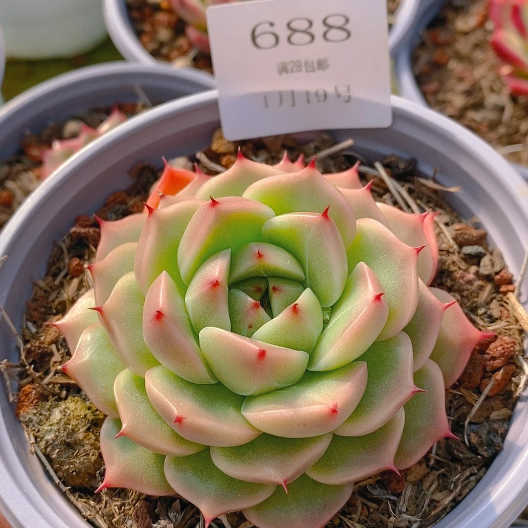 【闪购商品】云688