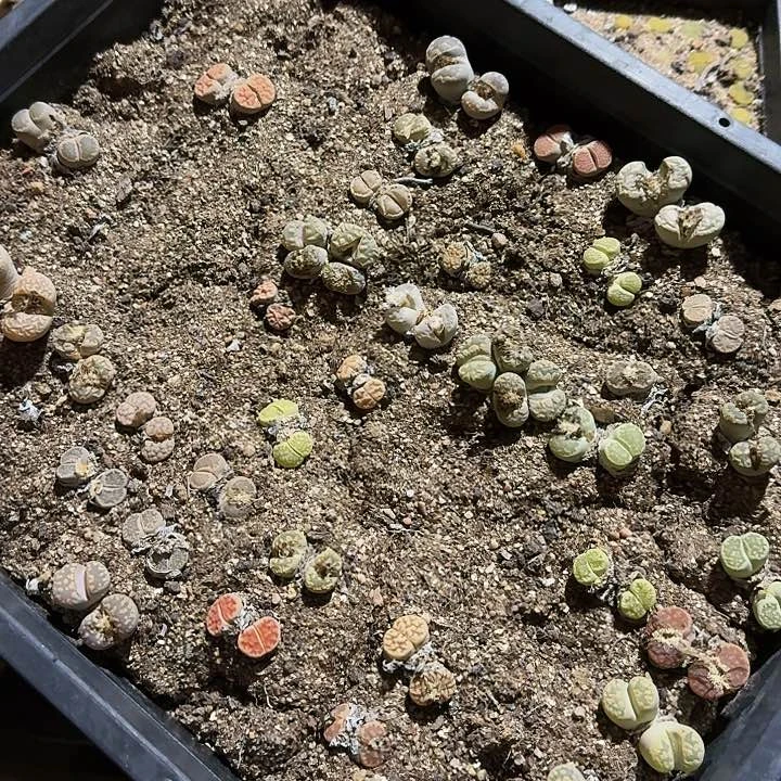 生石花11111。    778