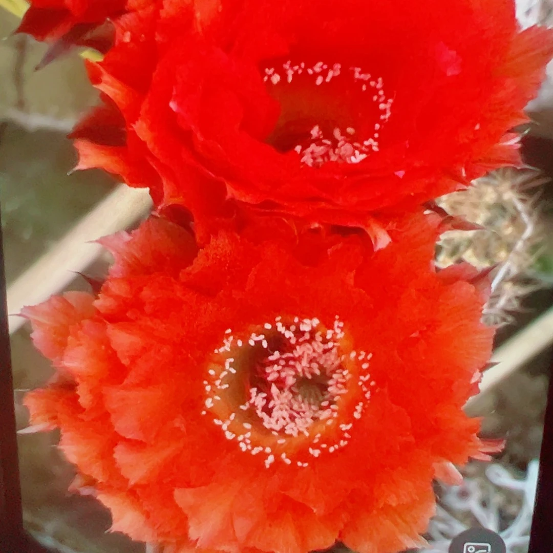 彩草 九八 侧芽 满20包邮