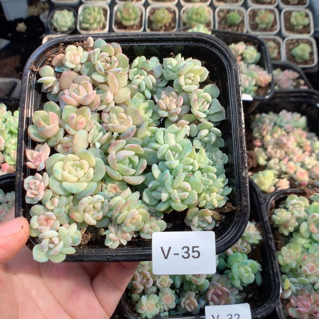 无花朵V35一英语英语