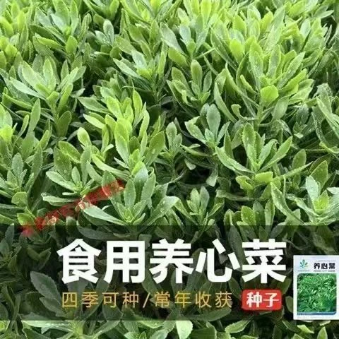 @养心菜高钙救心菜种子可食用野菜种特色保健蔬菜种籽