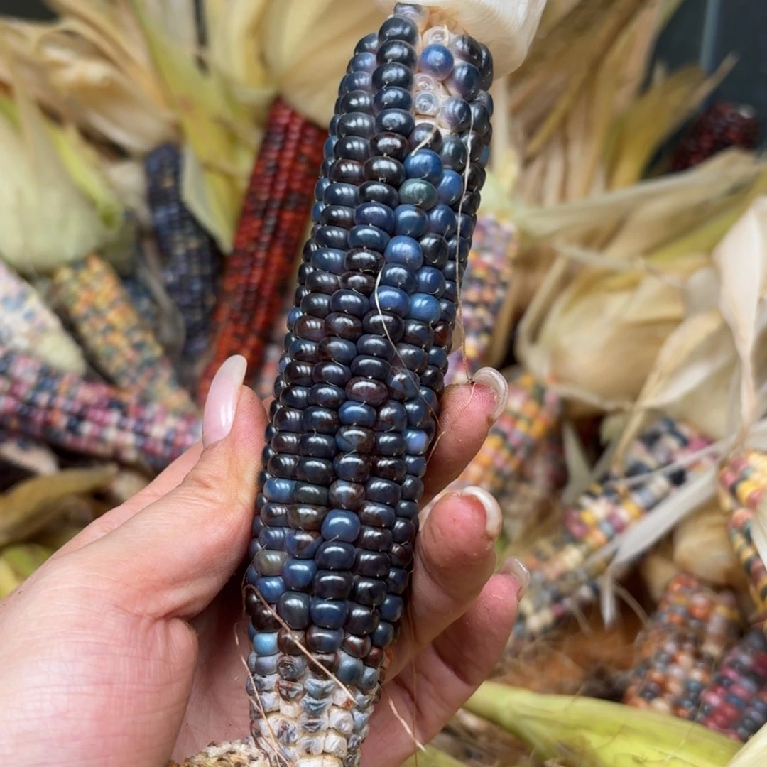 柏香籽/百香籽吊坠米*