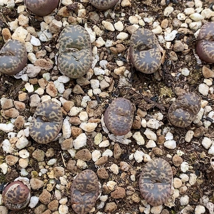 编号紫红勋章1颗。