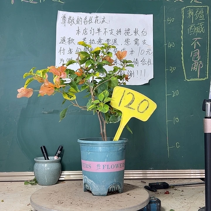 当前无花栽培后可以开花双杆 橙九月120