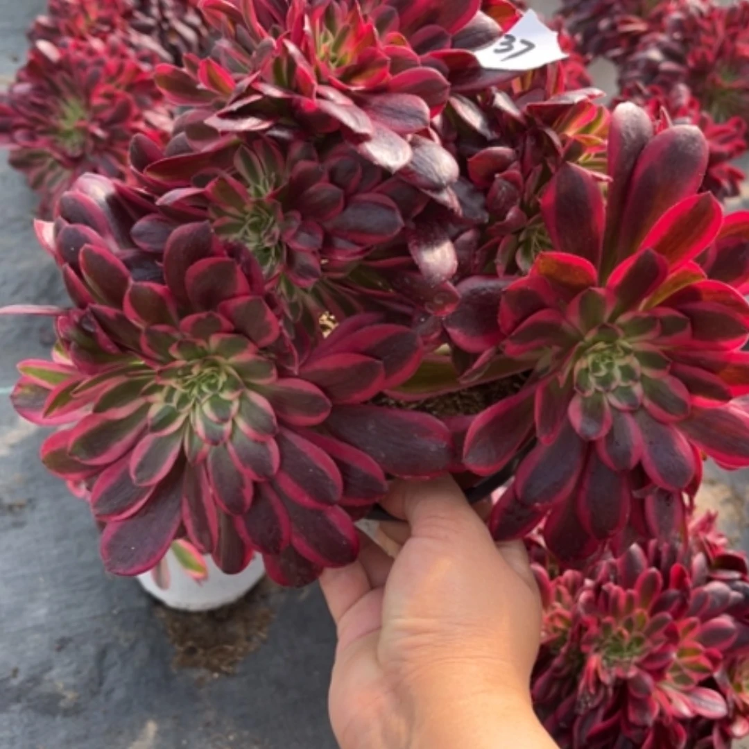 【闪购商品】37美杜莎缀多肉法师