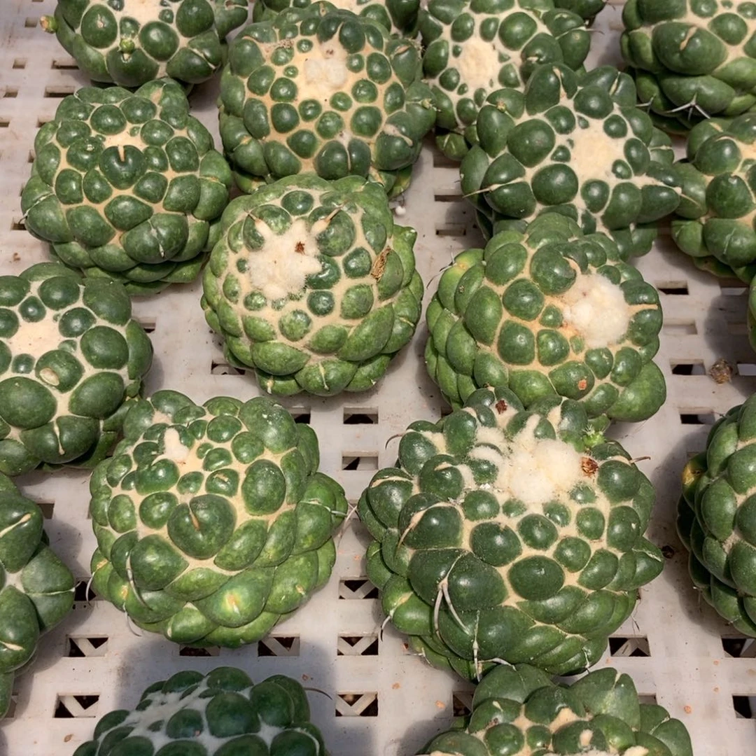 2-35无刺象牙随机7厘米起发