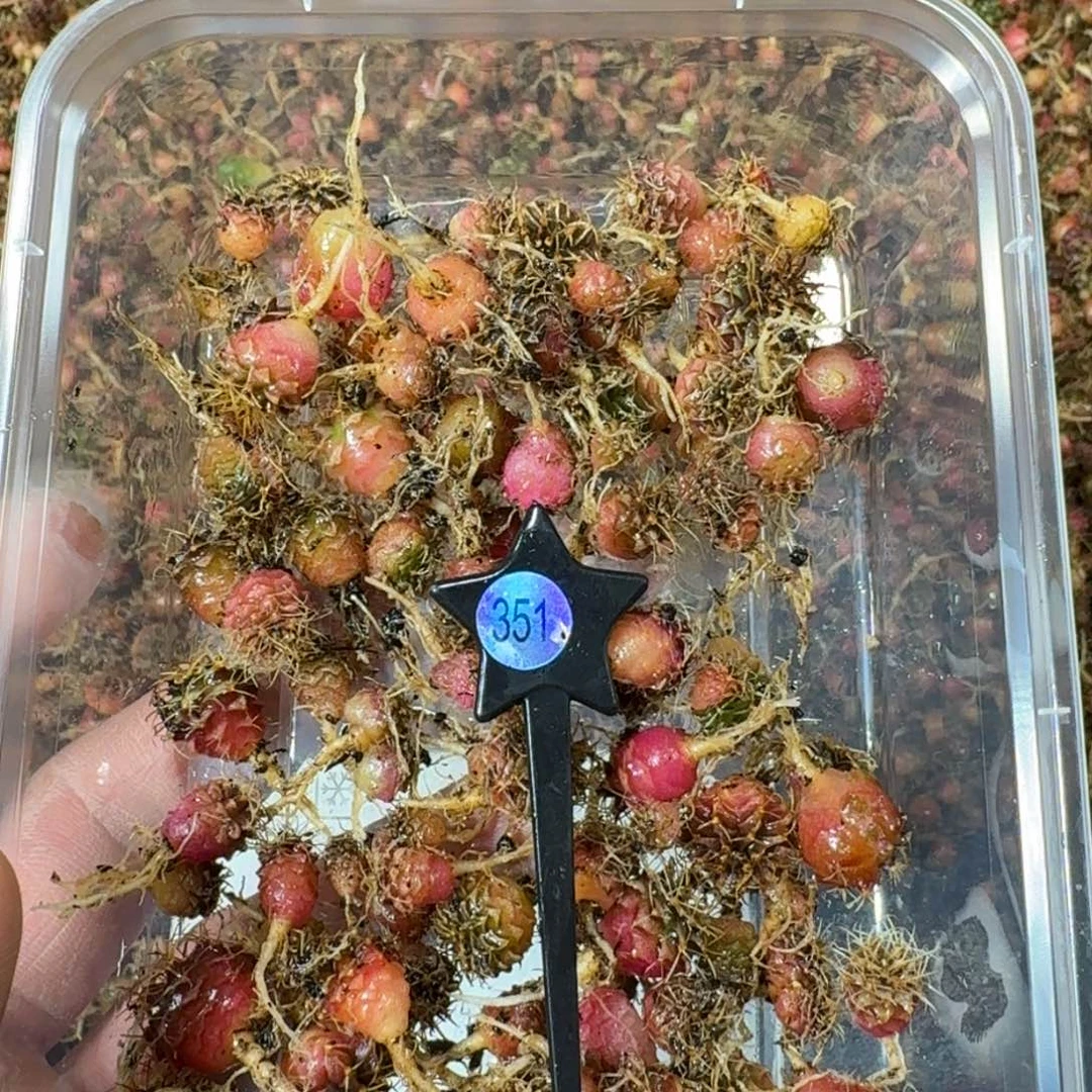 米哈实生自然锦练手球351