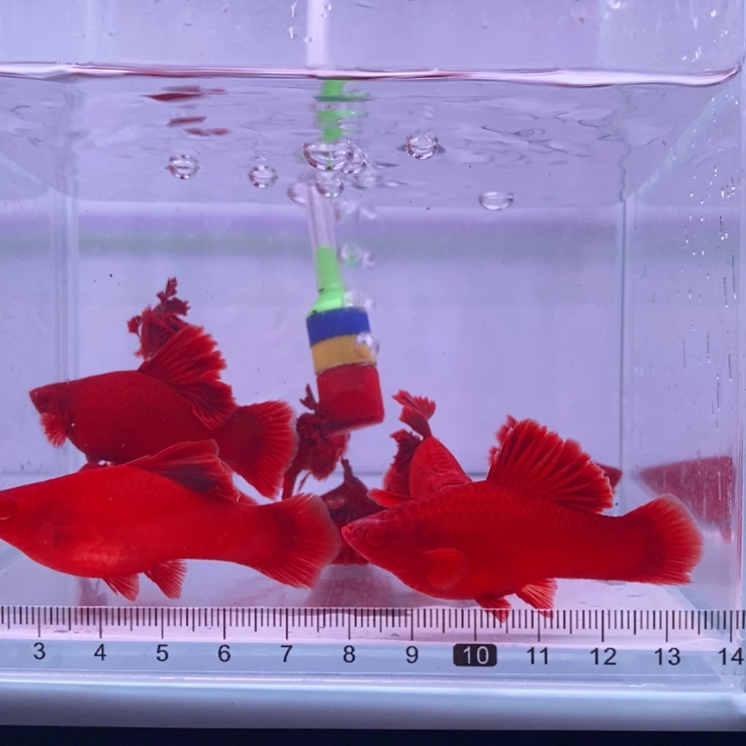 奇***9红剑鱼高鳍红剑亚成4公6母