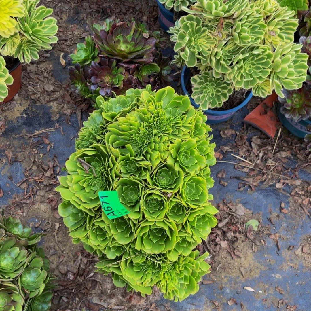 绿杨蓉缀化法师1-19