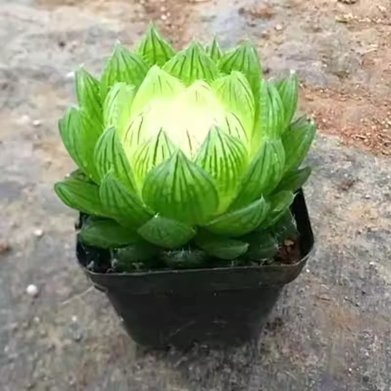 【满9.9元包邮】宝莲灯6-7cm多肉植物