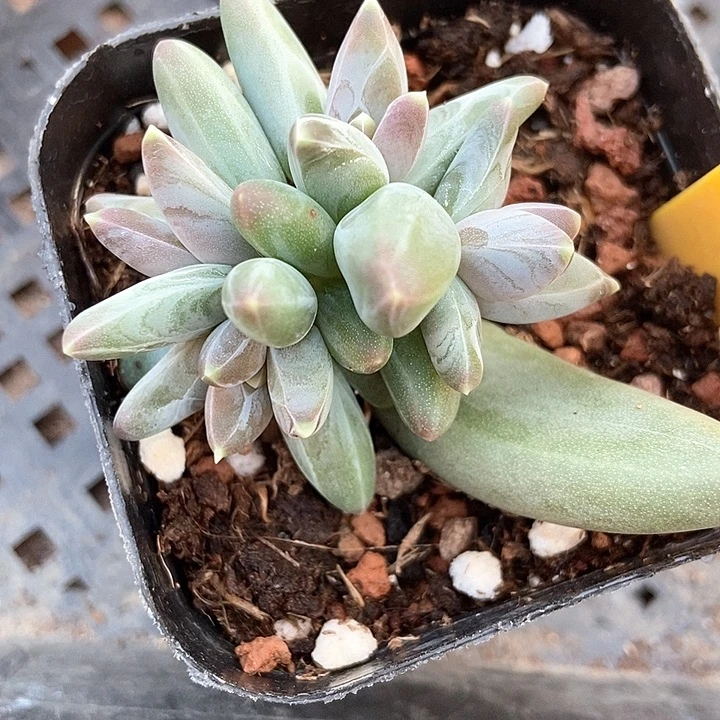 多肉植物乌拉可啦2099