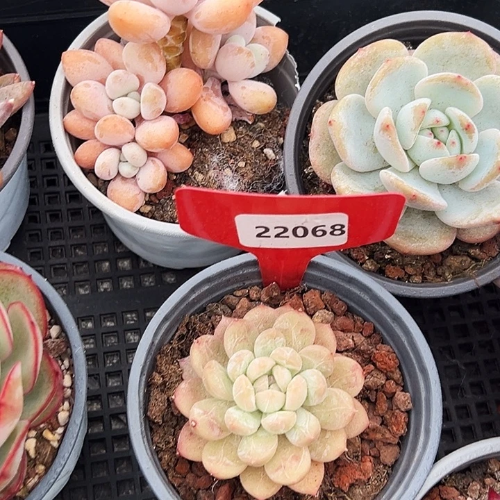 框拍        22068号