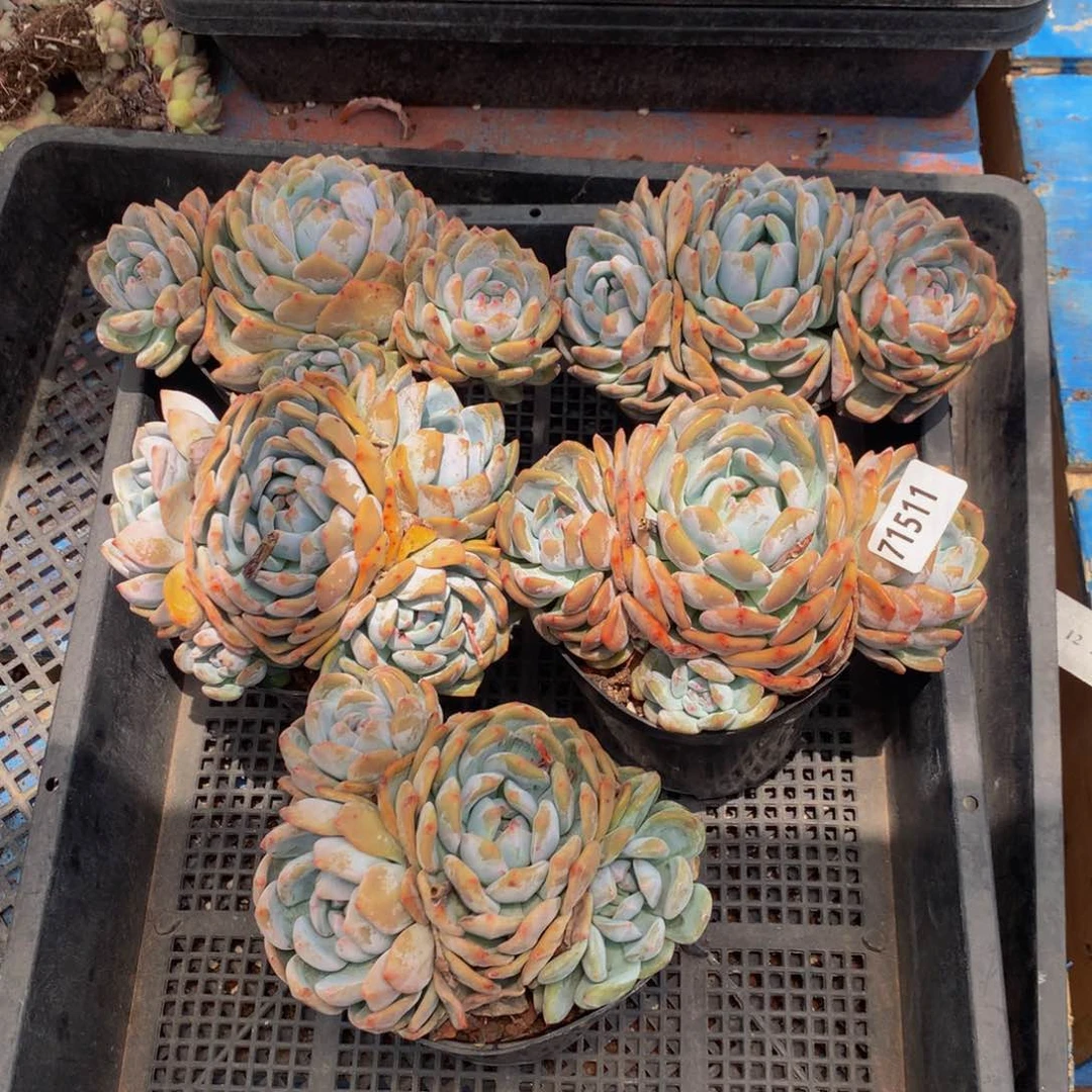 71511五个嗯嗯嗯嗯嗯好喜欢