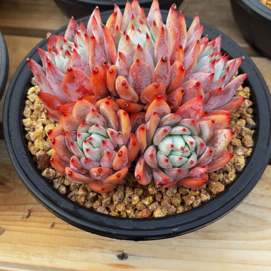 Nbgojvjjvjvjgihvhbbjjj