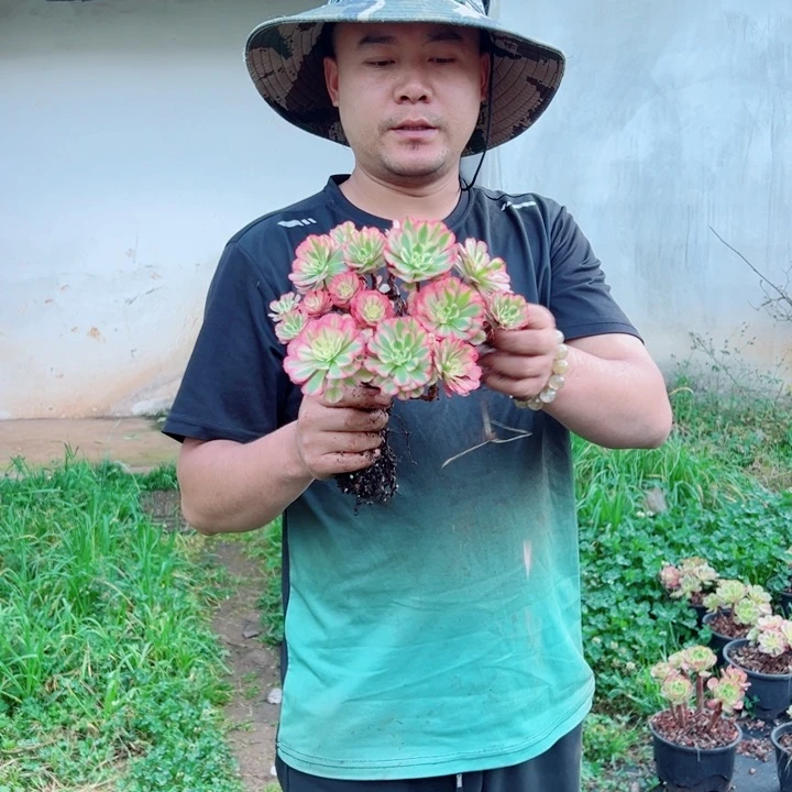 小颗粉铜露养多肉法师