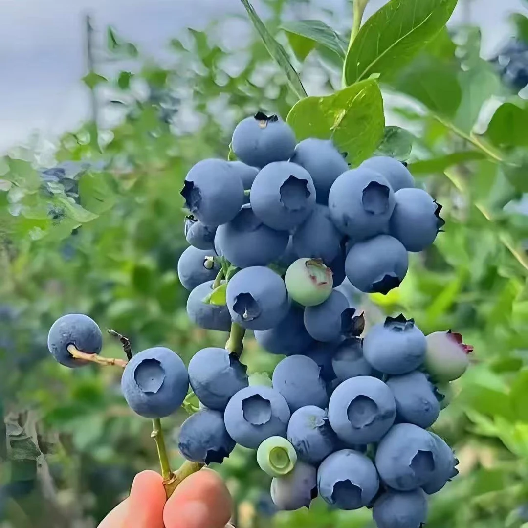 优质大果蓝莓树苗南北方种植盆栽地栽庭院阳台耐寒耐热北方露天苗