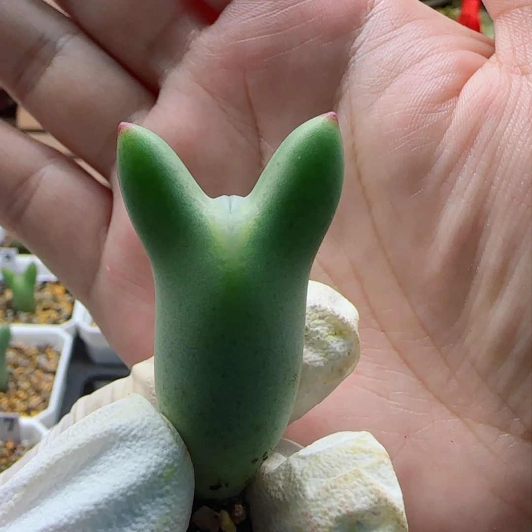 ?*月2-16上新超美皮卡丘多肉