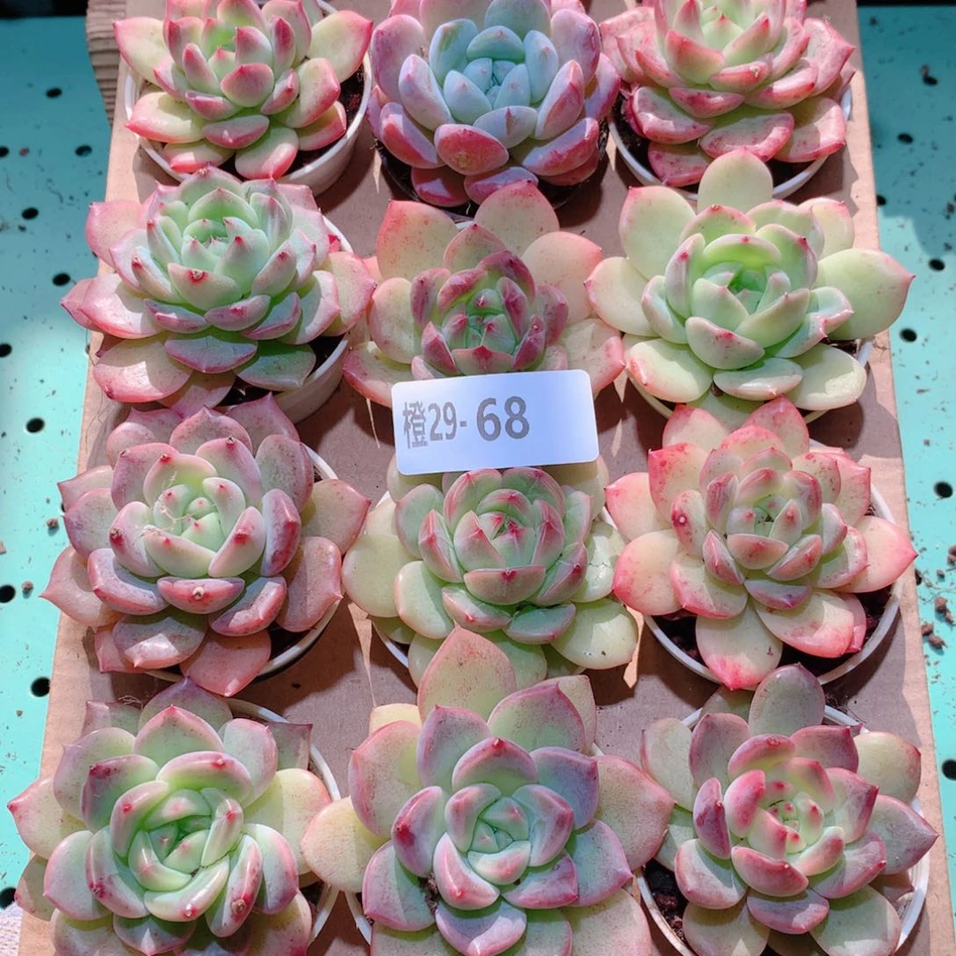 29-68一物一拍多肉带盆18颗
