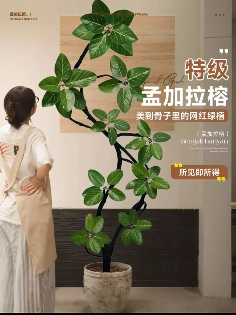 （一物一拍)孟加拉榕老桩盆栽大型绿植办公室内客厅落地式大号榕树